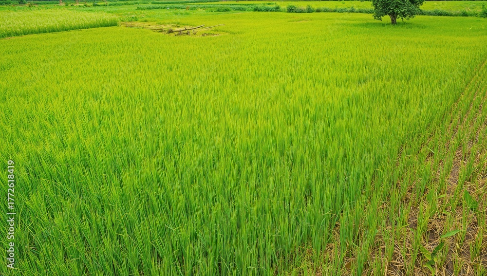 Obraz premium Scenic view of a waterlogged rice field during planting season in a rural farming area