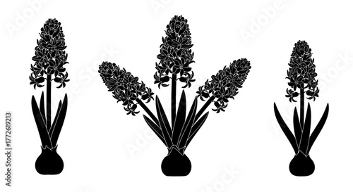 Elegant hyacinth flower silhouettes arranged in a minimalist botanical composition