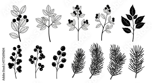 Botanical illustration featuring various branches with leaves and dark berries