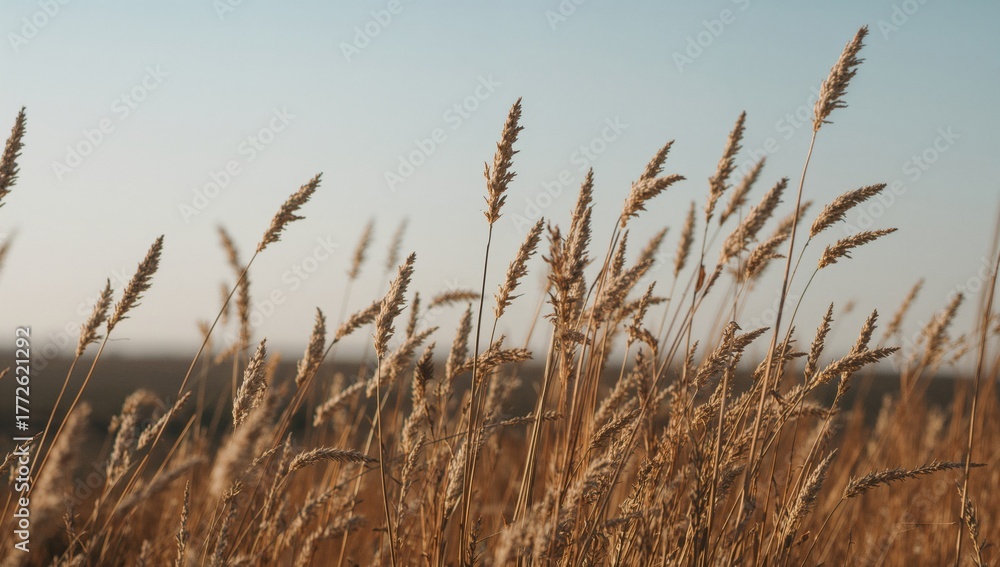 Fototapeta premium Dry weed spikes illuminated by sunlight