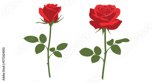 Two vibrant red roses with green stems and leaves are displayed