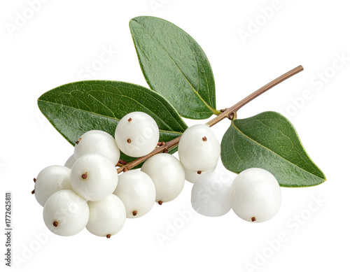 Wallpaper Mural  Minimalist Snowberry Branch with Berries and Leaves, Naturalistic Style, Isolated Torontodigital.ca