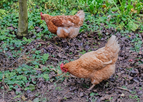 Free range brown chickens forage in greenery on an organic farm. Natural outdoor environment, sustainable farming, rural lifestyle, and fresh air depicted
