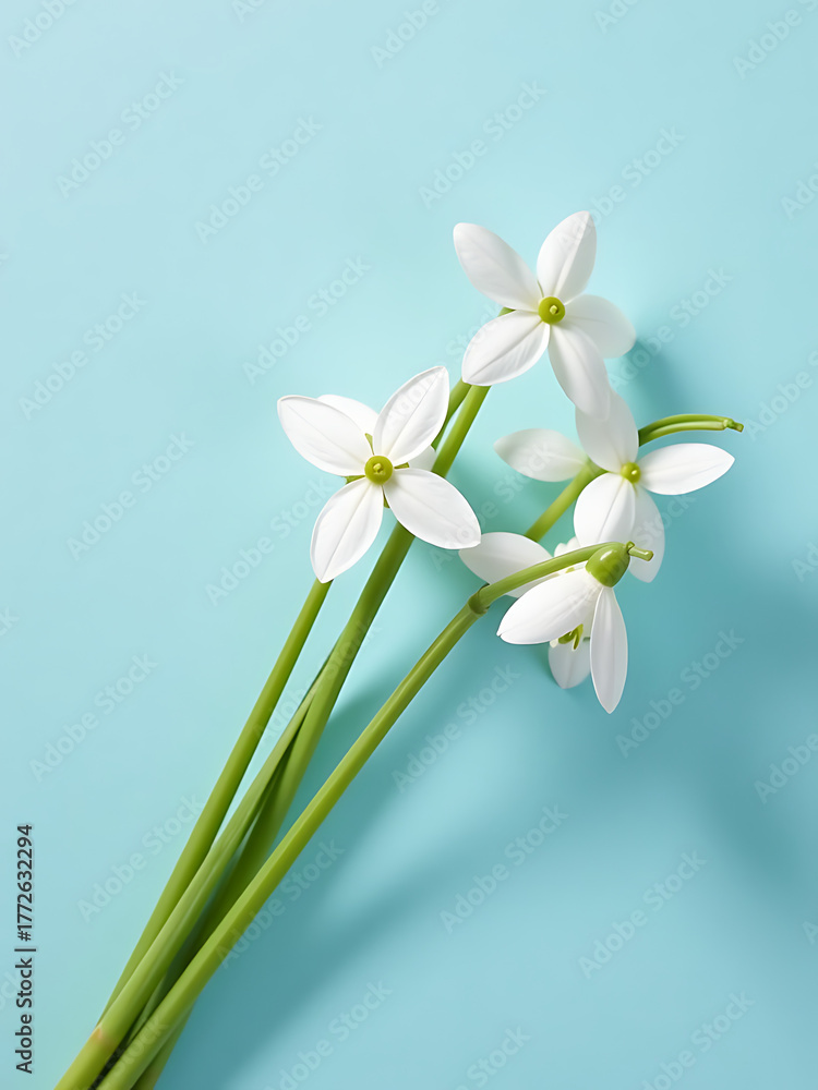 Obraz premium delicate cluster pure white snowdrops spills across luminous pastel blue background serene flat lay composition bathed soft