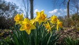Daffodil Flowers (Narcissus) Illuminated by Sunshine, Seasonal Change