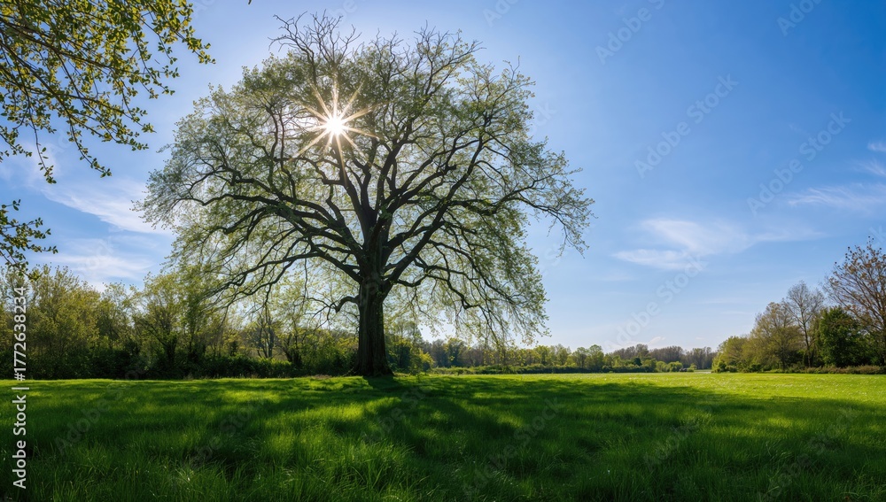 Obraz premium Clear summer sky and pristine air over a beautiful natural landscape with trees