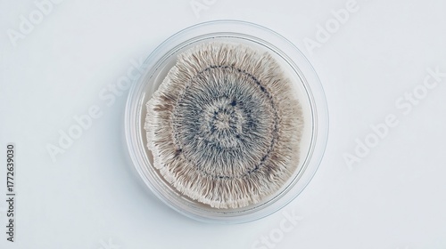 agar. A petri dish showing concentric circles of fungal colony growth. STEM education sheets, lab safety posters, designed for biotech research communications, used by recruiters.