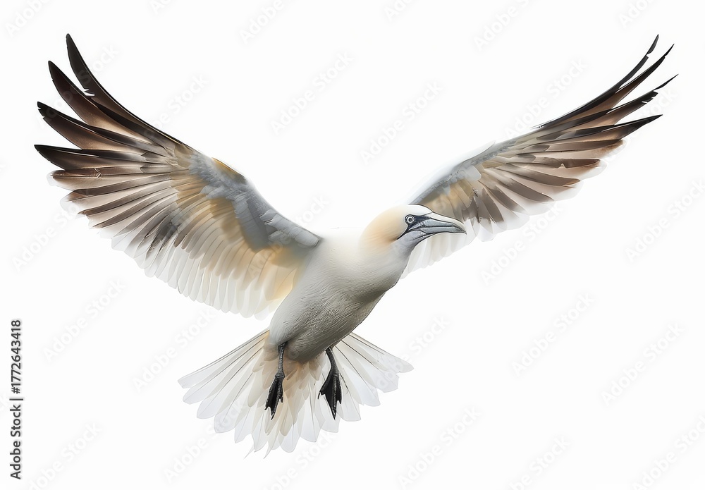 Fototapeta premium Northern Gannet in Flight Against White Background Eye Level Bird Photography Beautiful Plumage