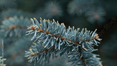 Sprouts of green spruce branches in spring, showcasing seasonal change
