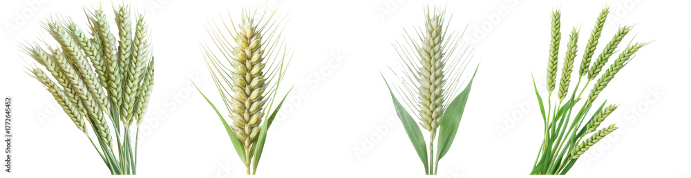 Fototapeta premium Whispers of the Field: A collection of sun-kissed ears of wheat and grass, each representing nature's bounty and the essence of rural life.