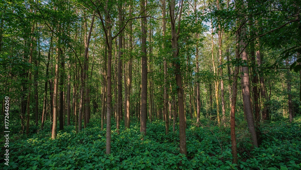 Naklejka premium Scenic texture of tropical hardwood trees with lush green leaves in a natural garden setting