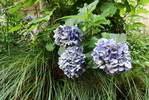 Blue hydrangea (Hydrangea macrophylla) in full bloom, showing large clusters of delicate blue flowers. A deciduous shrub native to Japan.