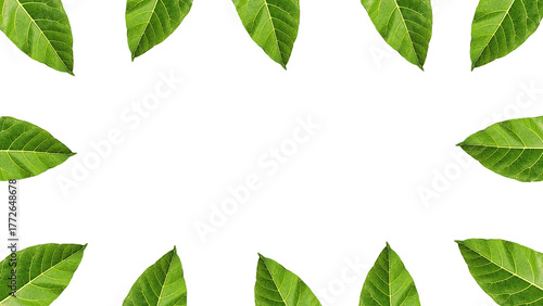 Green Leaf Frame Element Surrounding the Edge on Transparent Background for Natural and Decorative Design