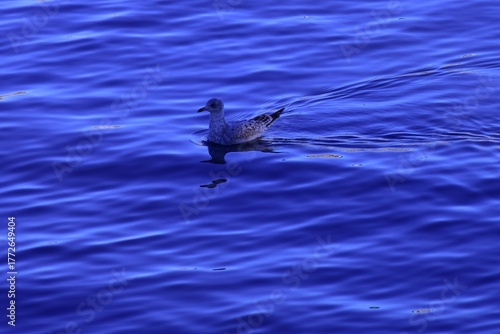 seagull in water