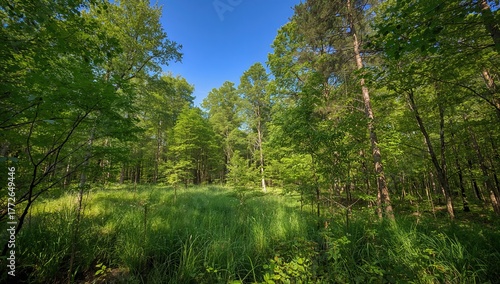 Daytime forest scene with lush greenery, showcasing seasonal change