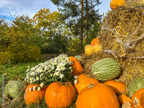 Bright colorful festive composition seasonal multicolor mum flower pot decorated pumpkins vegetables on yellow harvest hay bale porch home yard garden. Halloween holidays autumn decoration background