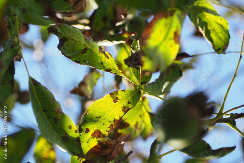 Liście kasztanowca na tle nieba