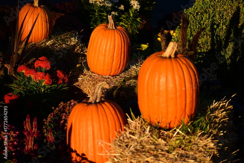 pumpkins 