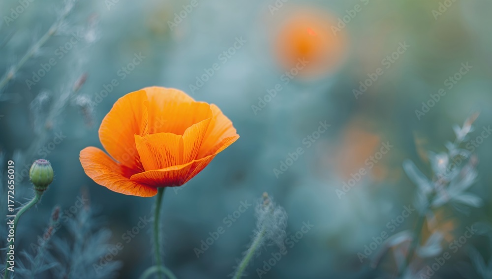 Fototapeta premium Close-up of an orange eschscholzia blossom amidst a blue leafy background