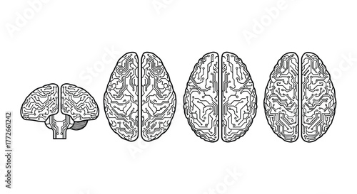 Human brain anatomy side view and top views showing cerebral cortex and structure detailed medical diagram vector