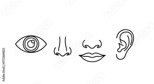 Minimalist line art drawing of human facial features eye nose mouth ear vector