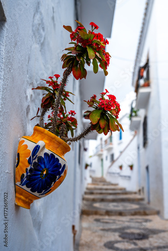 Frigiliana Wall Plant
