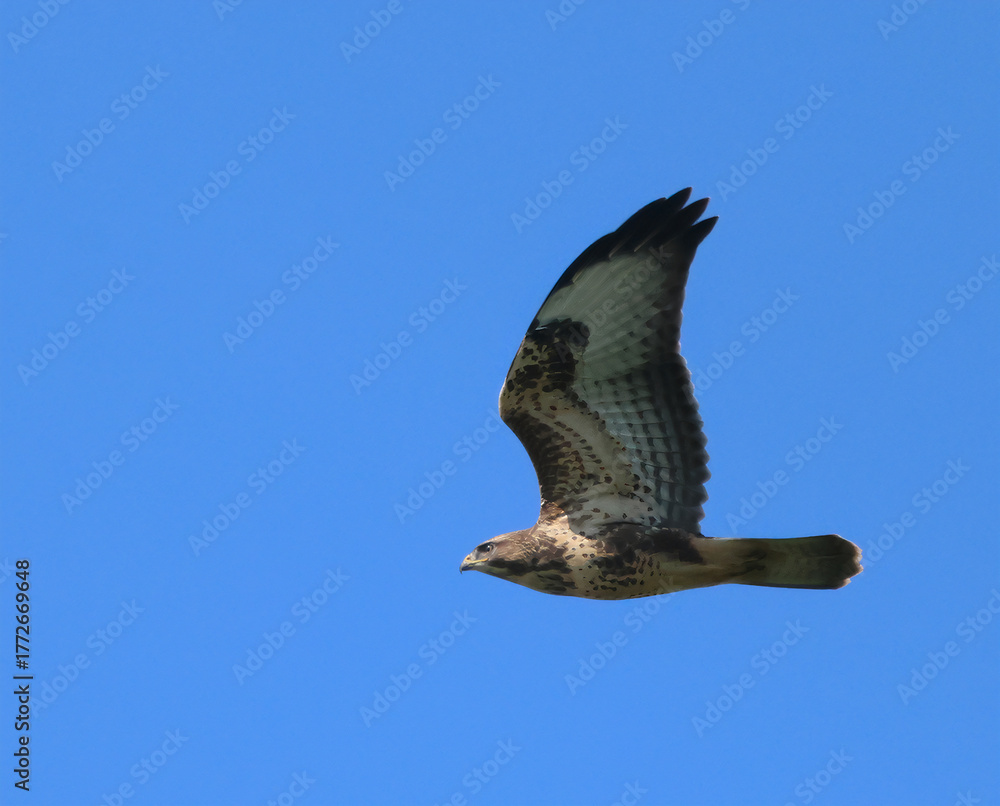 Fototapeta premium eagle in flight