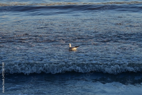 Seagull in the Hudson River