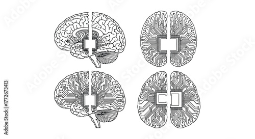 Detailed stylized brain scan representations showing different cross-sections and views vector