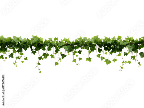 Green hanging vine border isolated on transparent background, ideal for eco, nature, or decorative designs..