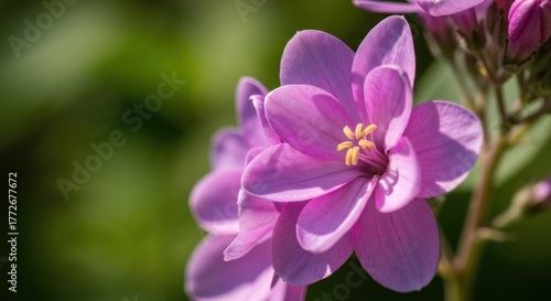 Close-up of vibrant pink flowers, soft blur