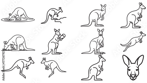 A collection of Kangaroo line art illustrations showing various poses and actions . 