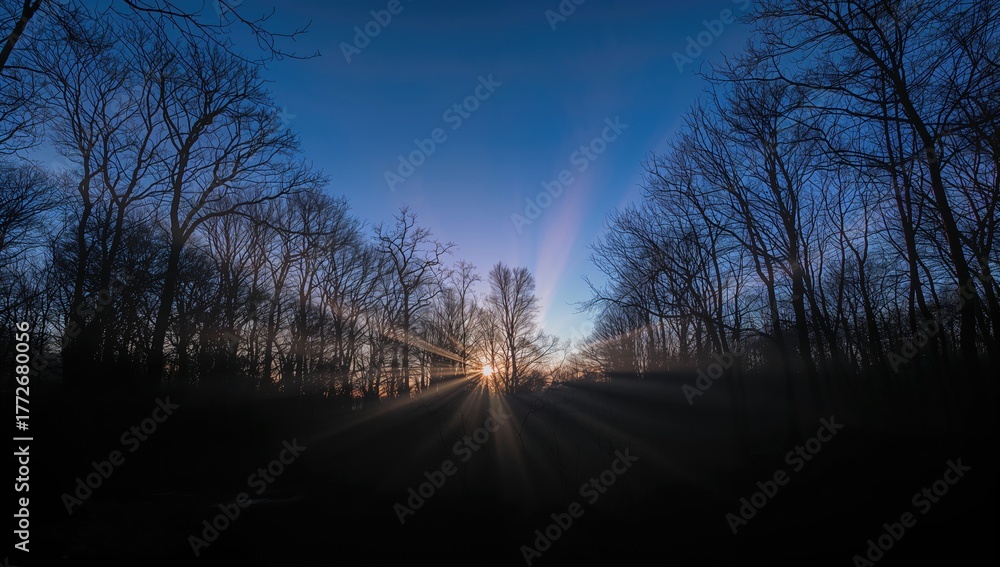 Fototapeta premium Twilight forest scene with clear skies and soft illumination, showcasing seasonal change