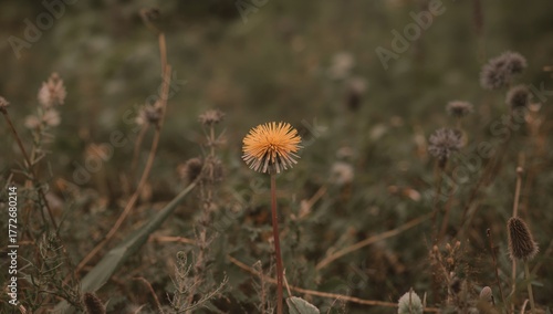 Wallpaper Mural Close-up of a dandelion with blurred greenery in the background Torontodigital.ca