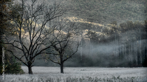 trees in the fog