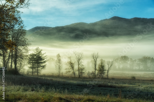 misty morning in the forest