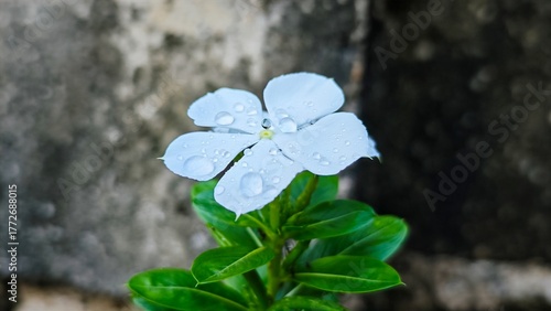 clover in the forest