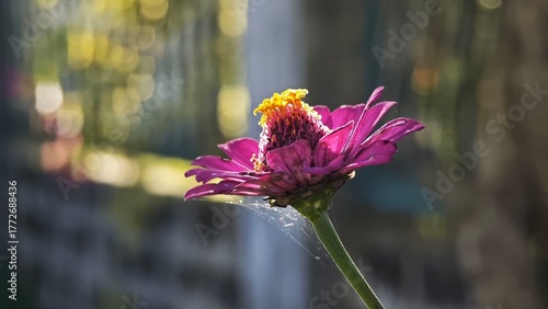 bee on pink flower