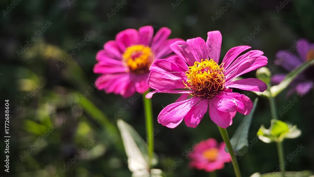 Obraz premium bee on pink flower