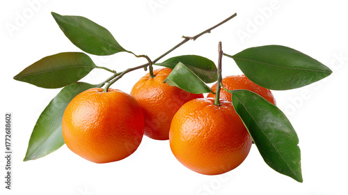 Tangerines with leaves isolated on transparent background