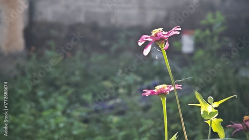 flowers in the garden