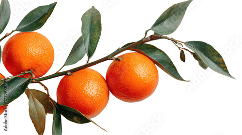 Tangerines on a branch isolated on transparent background