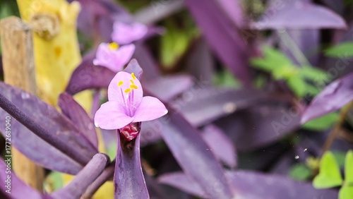 purple crocus flower