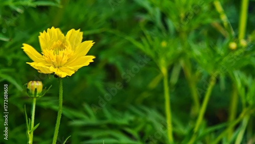 yellow flower in grass