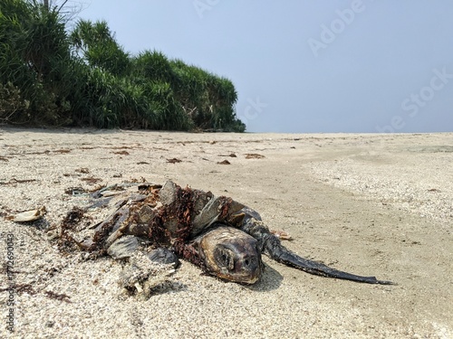 Beached sea turtle carcass on sandy shore — washed-up marine wildlife on the beach