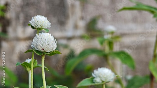 white flowers of a poppy