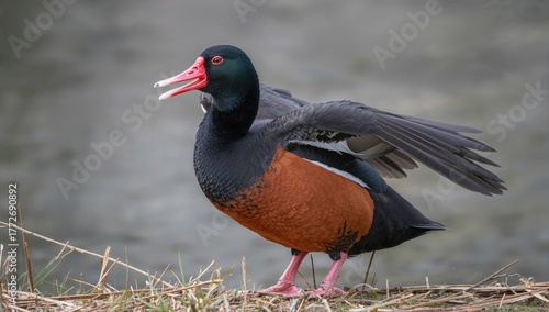 Black-bellied whistling duck displaying its open bill, focus on communication signals