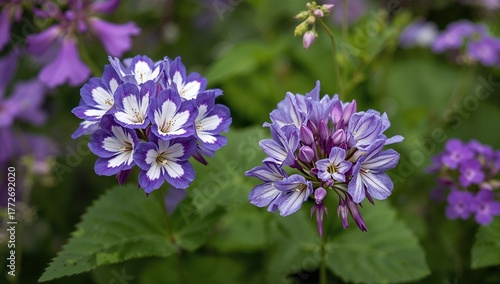 Blue, white, and purple geraniums blooming with woodland cranesbill petals, vibrant summer backdrop