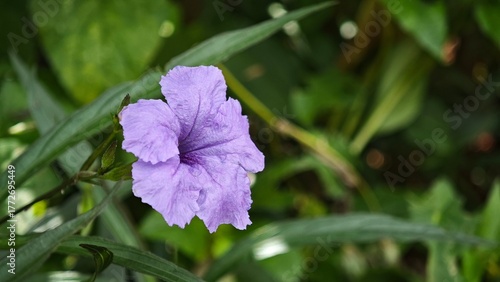 purple flower in the garden