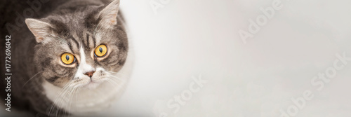 A British shorthair cat looking up on a white background, top view, empty space for text, white studio background